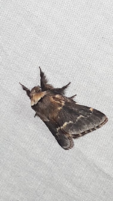 Bombyx du Peuplier  - Melchior Viallet