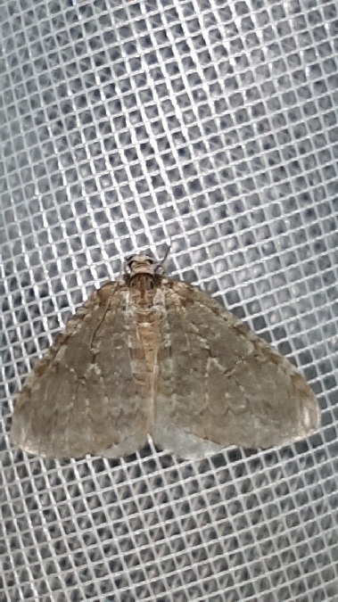 Epirrita sp.  - Melchior Viallet