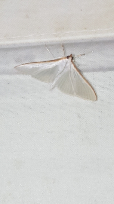 Palpita vitrealis  - Melchior Viallet
