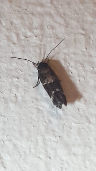 Mompha subbistrigella  - Melchior Viallet