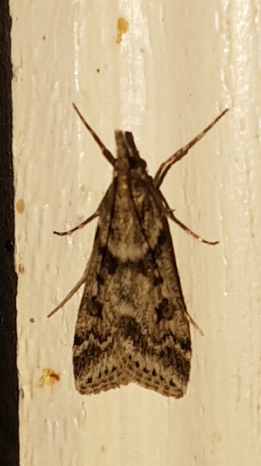 Eudonia angustea  - Melchior Viallet
