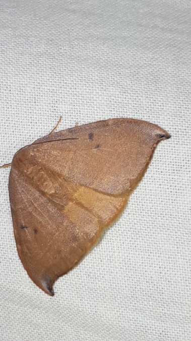 Hameçon méridional  - Melchior Viallet