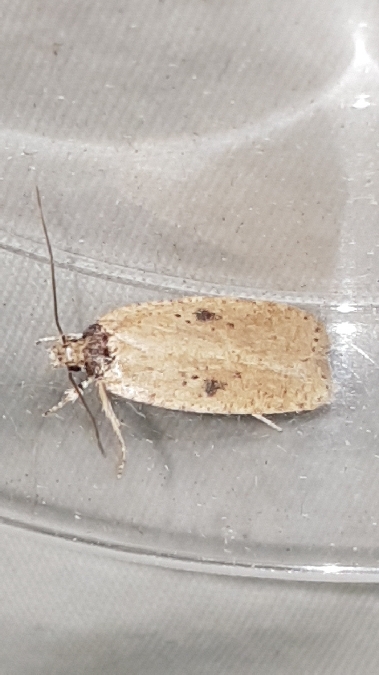 Agonopterix indéterminé  - Melchior Viallet