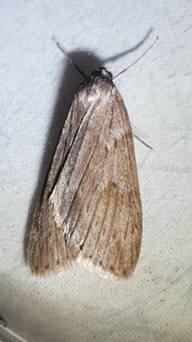 Pachycnemia hippocastanaria  - Melchior Viallet