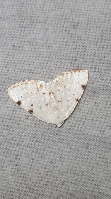 Lomographa bimaculata  - Melchior Viallet