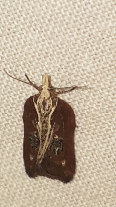 Acleris cristana  - Melchior Viallet