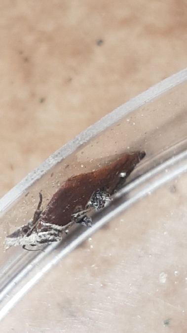 Acleris cristana  - Melchior Viallet