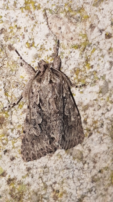 Xylocampa areola  - Melchior Viallet
