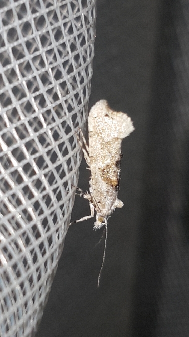 Ypsolopha asperella  - Melchior Viallet