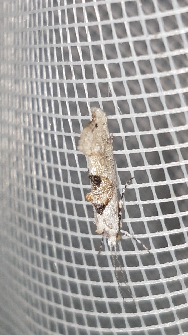 Ypsolopha asperella  - Melchior Viallet