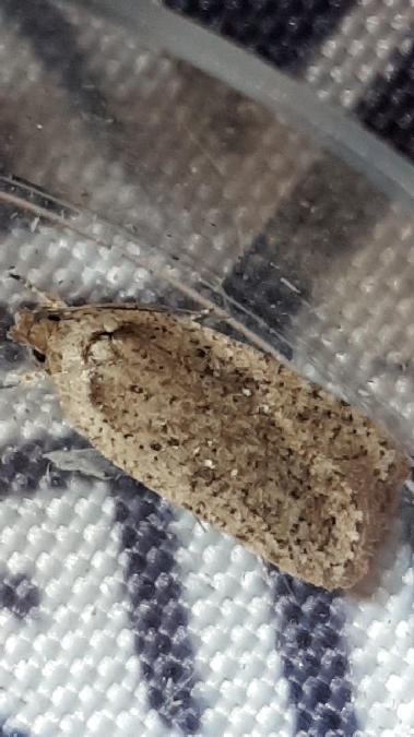 Agonopterix heracliana  - Melchior Viallet