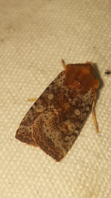 Conistra staudingeri  - Melchior Viallet