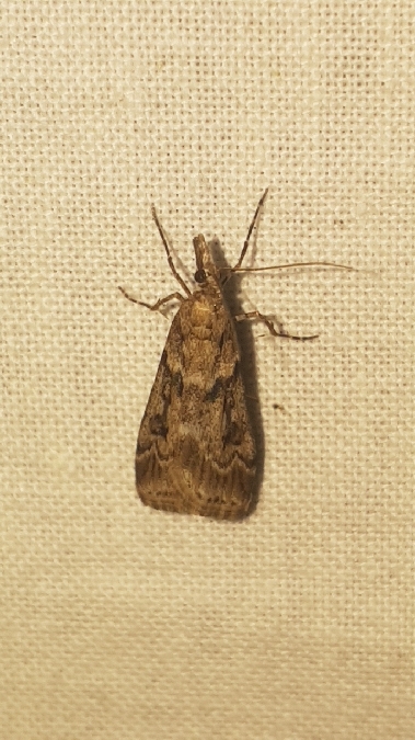 Eudonia angustea  - Melchior Viallet