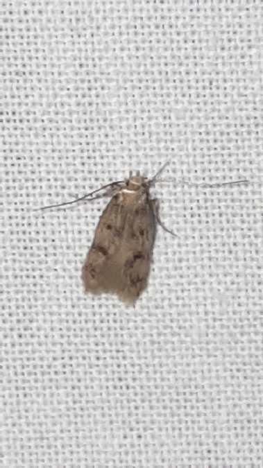 Borkhausenia nefrax  - Melchior Viallet
