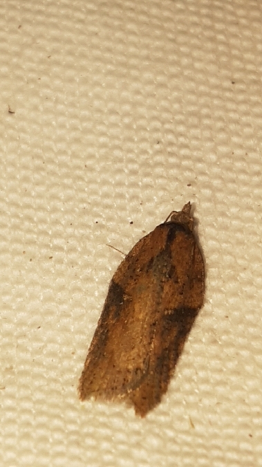 Acleris hastiana  - Melchior Viallet