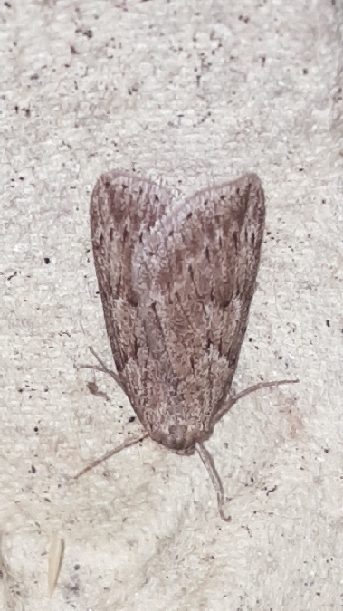 Pachycnemia hippocastanaria  - Melchior Viallet
