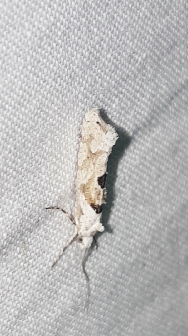 Ypsolopha asperella  - Melchior Viallet