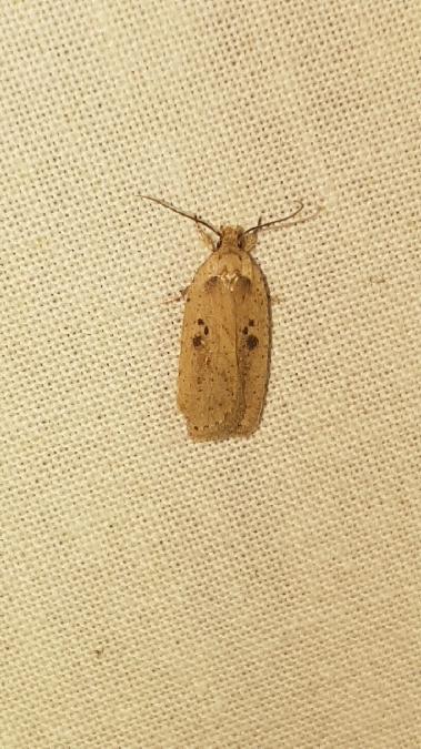 Agonopterix yeatiana  - Melchior Viallet
