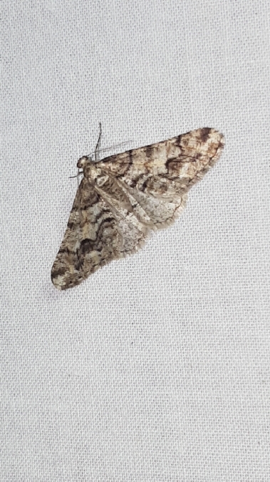 Agriopis leucophaearia  - Melchior Viallet