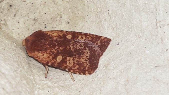 Conistra staudingeri  - Melchior Viallet