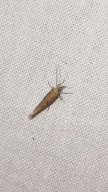 Plutella xylostella  - Melchior Viallet