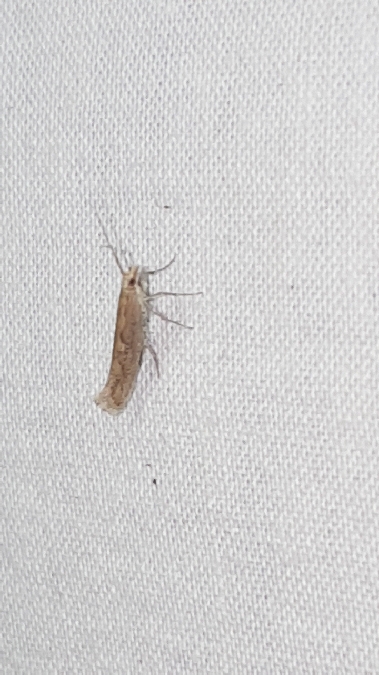 Plutella xylostella  - Melchior Viallet
