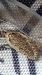 Agonopterix heracliana  - Melchior Viallet
