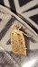Agonopterix heracliana  - Melchior Viallet