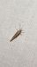 Plutella xylostella  - Melchior Viallet