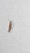 Plutella xylostella  - Melchior Viallet