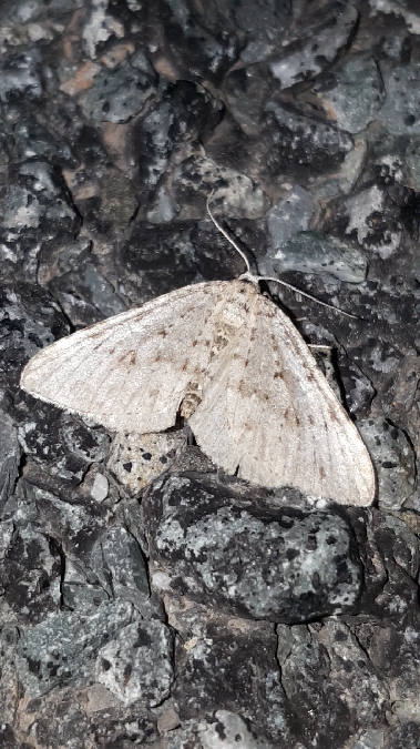 Colostygia multistrigaria  - Melchior Viallet