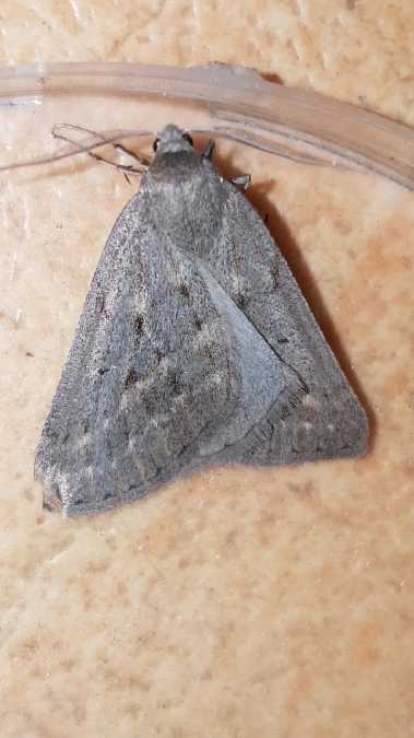 Chemerina caliginearia  - Melchior Viallet