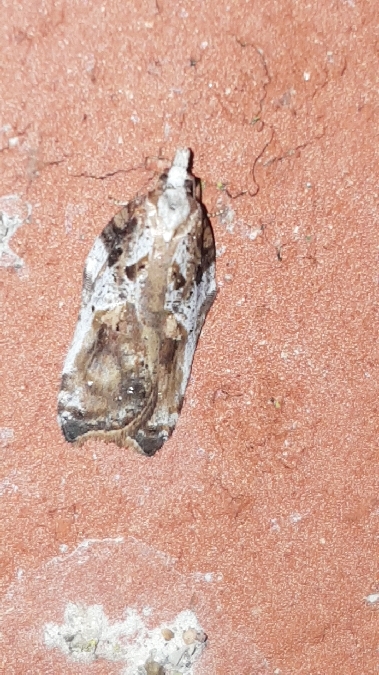Acleris cristana  - Melchior Viallet