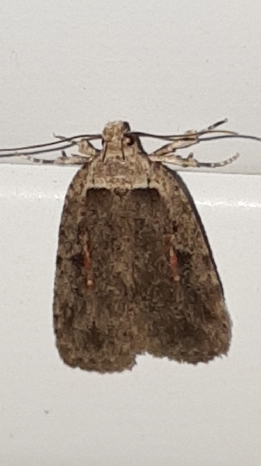 Agonopterix ocellana  - Melchior Viallet