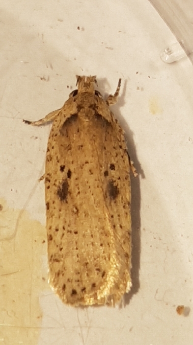 Agonopterix yeatiana  - Melchior Viallet