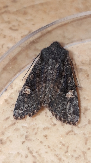 Dryobota labecula  - Melchior Viallet