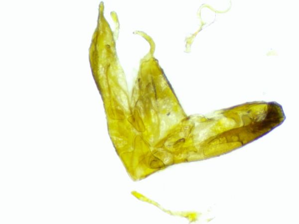 Emmelina monodactyla  - Melchior Viallet
