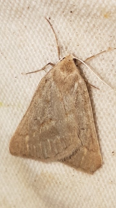 Chemerina caliginearia  - Melchior Viallet