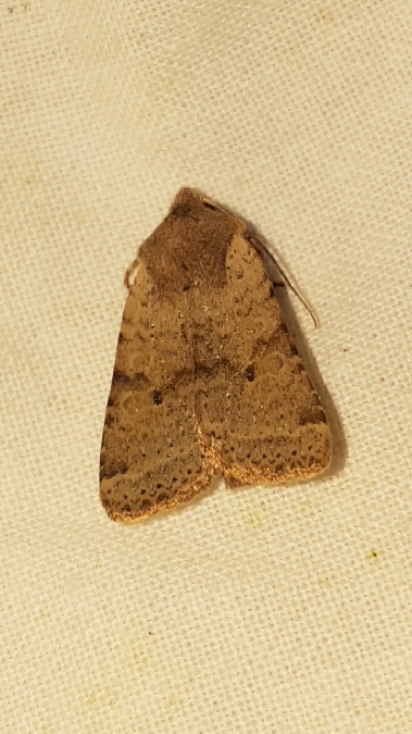 Spudaea ruticilla  - Melchior Viallet