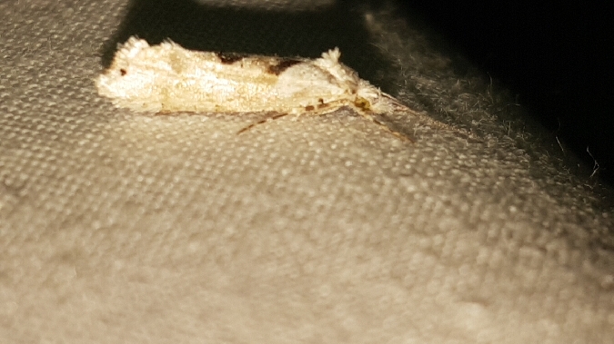 Ypsolopha asperella  - Melchior Viallet