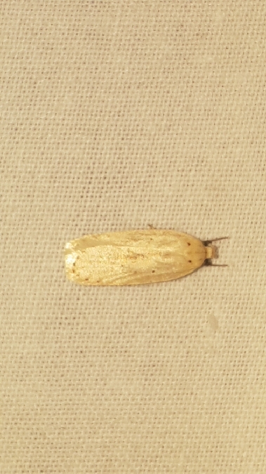 Agonopterix pallorella  - Melchior Viallet