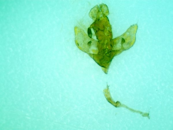 Agonopterix pallorella  - Melchior Viallet