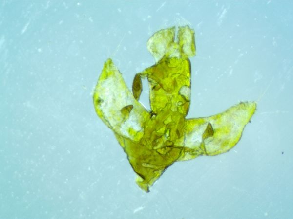 Agonopterix pallorella  - Melchior Viallet