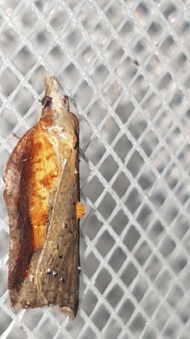 Acleris cristana  - Melchior Viallet