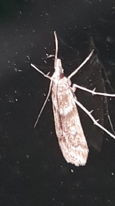 Eudonia angustea  - Melchior Viallet