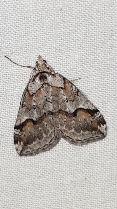 Chesias rufata  - Melchior Viallet