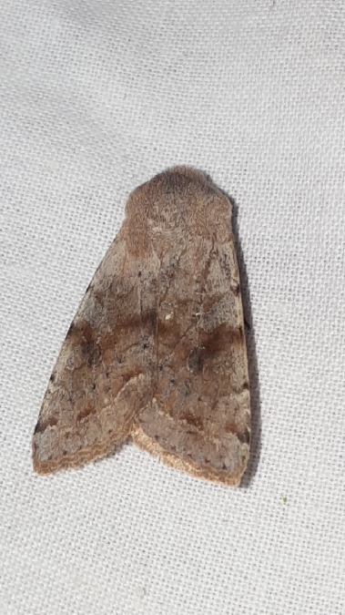 Orthosia incerta  - Melchior Viallet