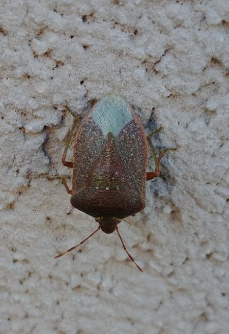 Nezara viridula 
