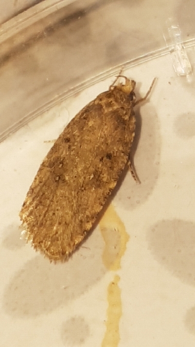 Agonopterix heracliana  - Melchior Viallet