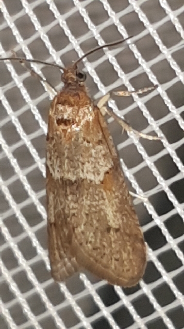 Tortricodes alternella  - Melchior Viallet